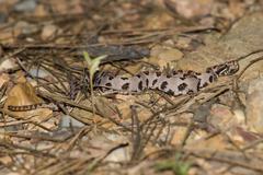 Sistrurus miliarius streckeri