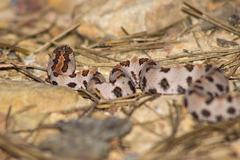 Sistrurus miliarius streckeri