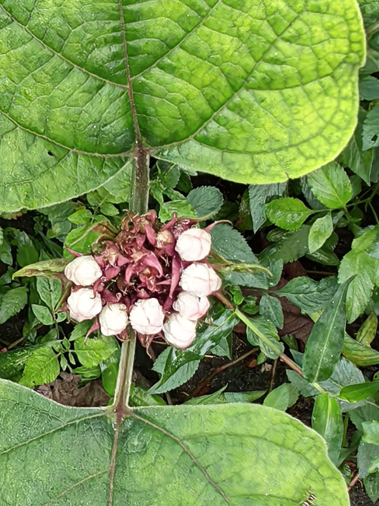 Clerodendrum chinense — ảnh 3