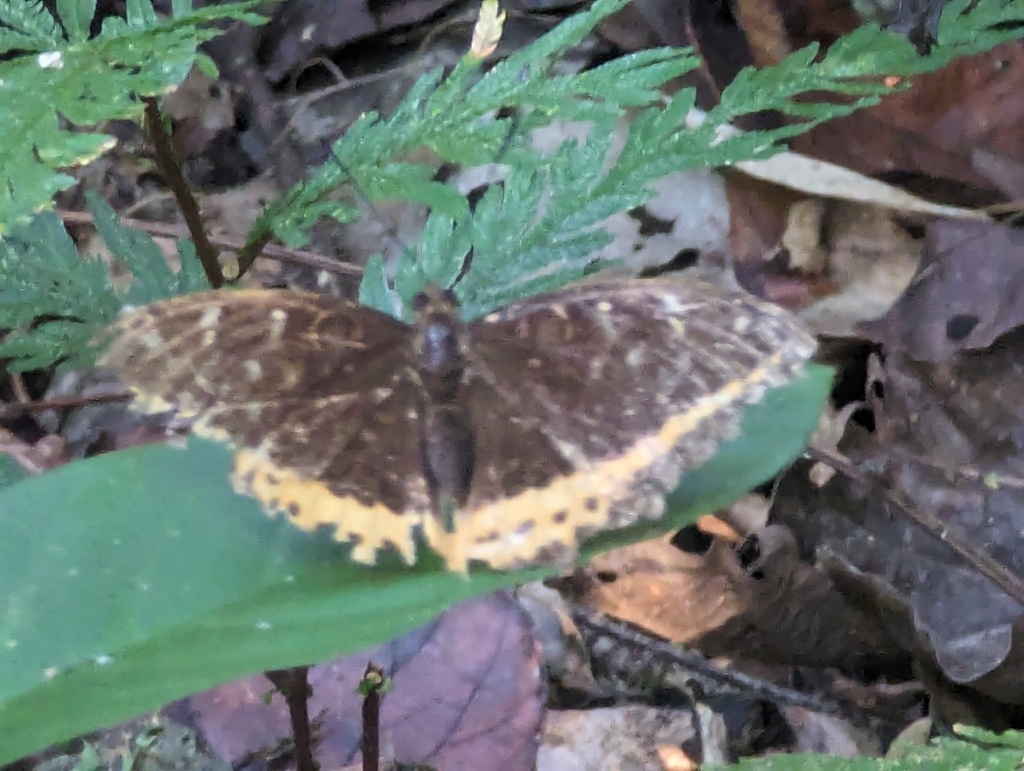 Lexias panopus