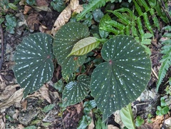 Zoltán Stekkelpak, CC0, iNaturalist via GBIF Begonia rieckei, photograph Zoltán Stekkelpak, CC0, iNaturalist via GBIF
