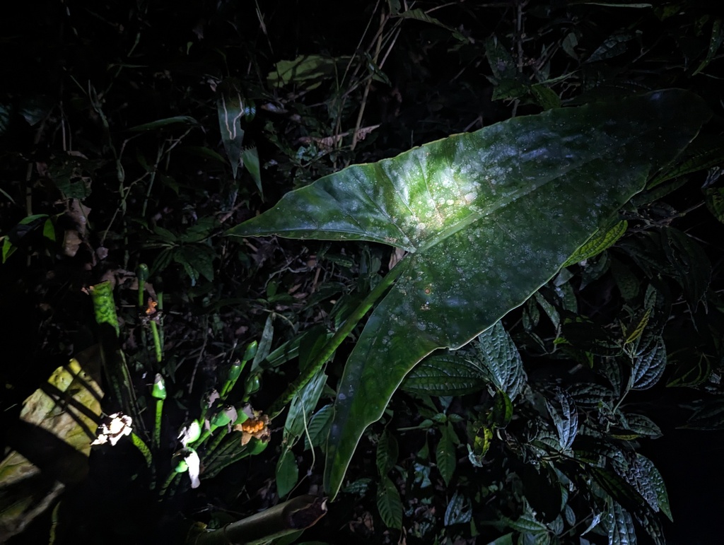 Alocasia zebrina arrow-shaped leaf