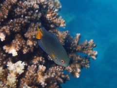 Coral Damselfish photo 3