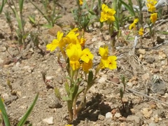 Erythranthe carsonensis