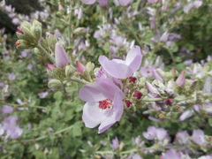 Malacothamnus hallii