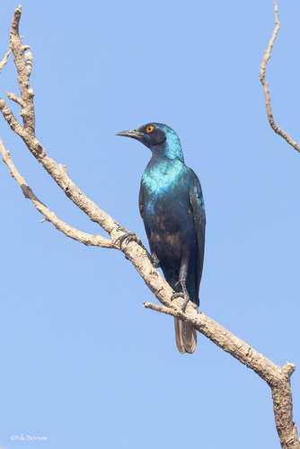 Greater Blue-eared Starling