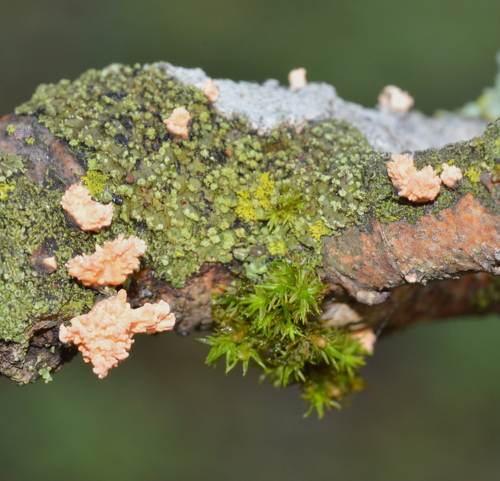 Xylaria flabelliformis