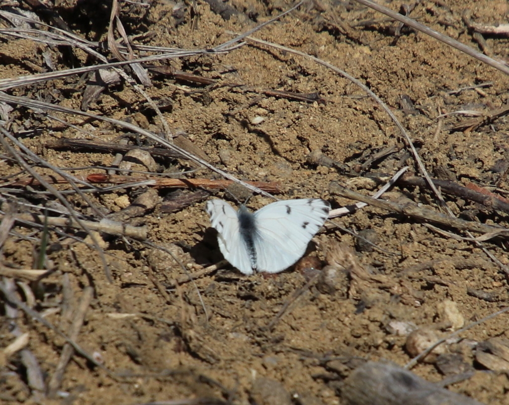checkered-white-from-central-park-denver-co-usa-on-march-10-2024-at