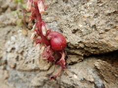 Pericartiellus durieui