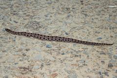 Sistrurus miliarius streckeri