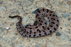 Sistrurus miliarius streckeri