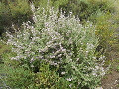 Malacothamnus hallii