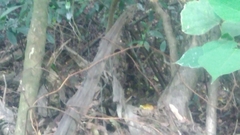 Erythrorchis altissima