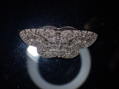 Hypomecis umbrosaria