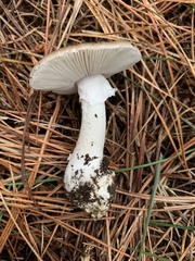 Amanita marmorata
