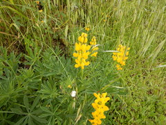 Lupinus luteus