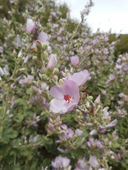 Malacothamnus hallii