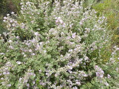 Malacothamnus hallii