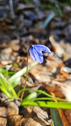 scilovka sibírska (Scilla siberica)
