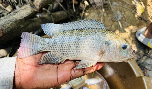 Nile Tilapia