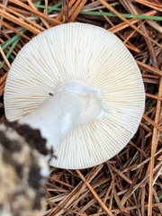 Amanita marmorata