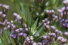 Eriodictyon trichocalyx lanatum