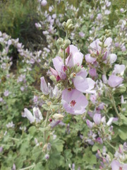 Malacothamnus hallii