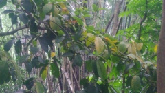 Artocarpus lacucha