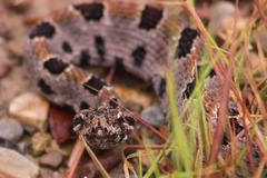 Sistrurus miliarius streckeri