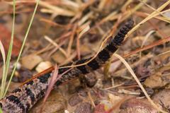 Sistrurus miliarius streckeri