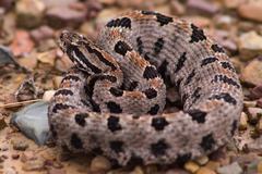 Sistrurus miliarius streckeri