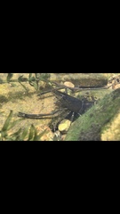 Macrobrachium formosense