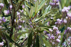 Eriodictyon trichocalyx lanatum