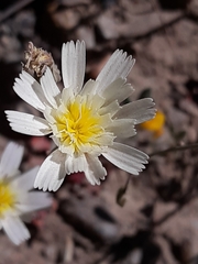Malacothrix floccifera