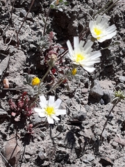 Malacothrix floccifera