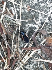 Ectrychotes andreae