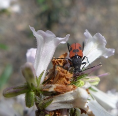 Anastrangalia laetifica