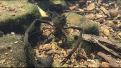 Macrobrachium formosense