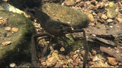 Macrobrachium formosense