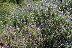 Eriodictyon trichocalyx lanatum