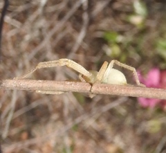 Curicaberis culiacan