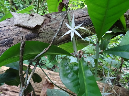 Aerangis kirkii (Rchb.f.) Schltr. 4