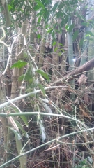 Bambusa stenostachya