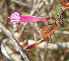 Ipomoea bracteata