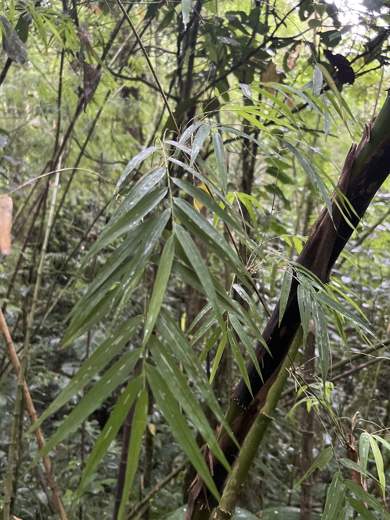 Chusquea pittieri