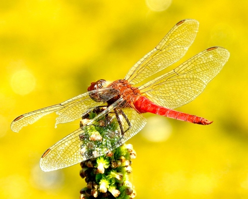Red-taled Pennant