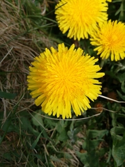 Taraxacum
