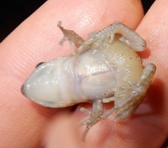 Eleutherodactylidae