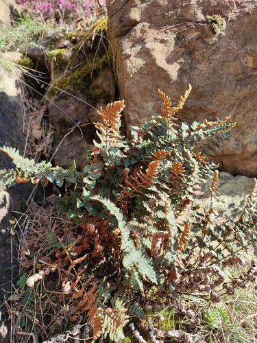 Foto de Paragymnopteris marantae marantae