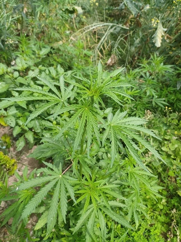 Foto de Cannabis sativa